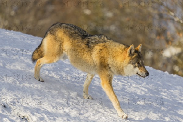An adult female grey wolf (Canis lupus lupus) runs across the sloping, snow-covered meadow at the edge of a forest on a cold, sunny day