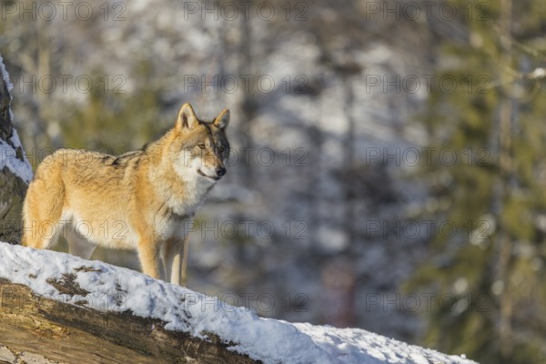 An adult female grey wolf (Canis lupus lupus) stands on a sloping, snow-covered meadow at the edge of a forest on a cold, sunny day. A forest can be seen in the background
