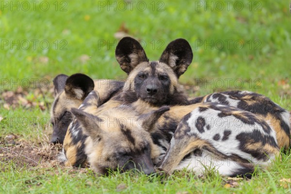 A pack of 4 African Wild Dogs, Lycaon pictus, rest on a green meadow