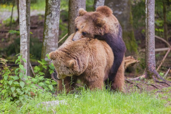 A young male Eurasian brown bear (Ursus arctos arctos) and a much older female mate at the edge of a forest