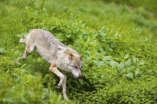 One eurasian gray wolf (Canis lupus lupus) runs over a green meadow in an open forest