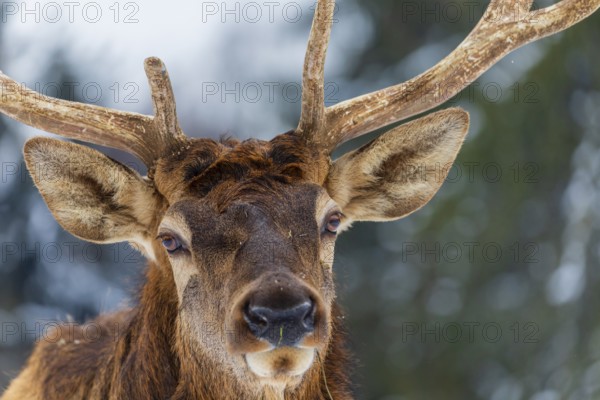 Portrait of a Wapiti stag, Cervus canadensis. A forest in the background