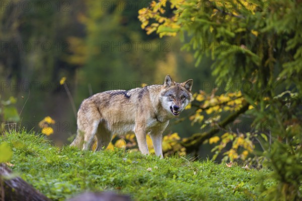 One eurasian gray wolf (Canis lupus lupus) stands on a hill, observing the area. A forest in fall colours in the background
