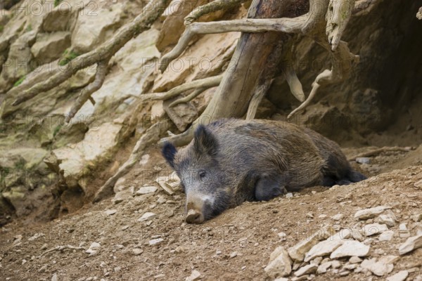 A wild boar (Sus scrofa) rests in front of a den