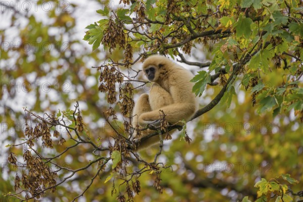 A White-handed gibbon, Hylobates lar, climbs in a tree