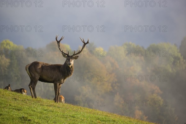 A herd of red deer (Cervus elaphus) stands in a meadow, A forest with autumn leaves can be seen in the background. Wisps of mist drift over the forest