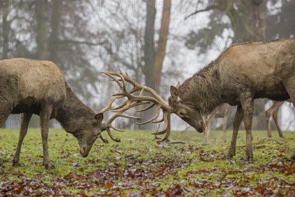Two red deer (Cervus elaphus) stand in a meadow on a foggy day and playfully fight outside the rutting season