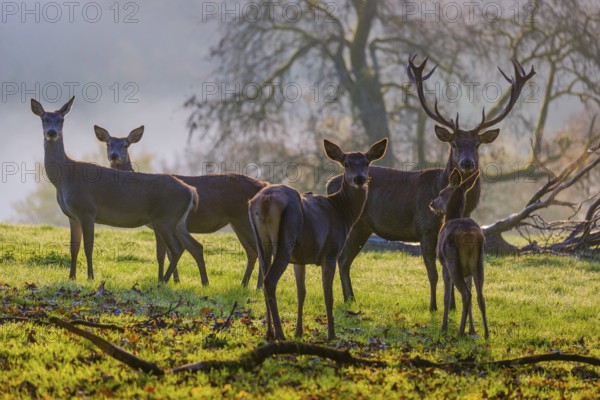 A herd of red deer hind and a stag (Cervus elaphus) stand backlit on a meadow. Early morning light with a forest in mist and fall foliage in the background