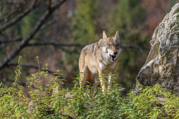 A female grey wolf (Canis lupus lupus) stands on a lying tree trunk in next to a rock on the top of a small hill