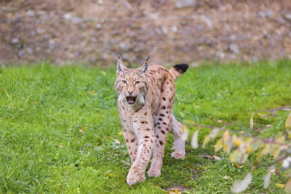 A Eurasian lynx, (Lynx lynx) runs across a green meadow