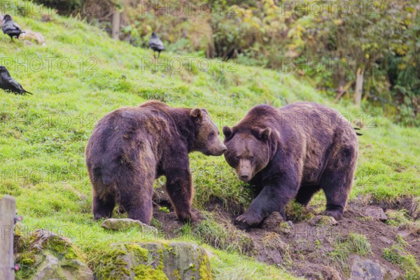 Two eurasian brown bears (Ursus arctos arctos) digging for something on a meadow in hilly terrain. Some common ravens wait for their share