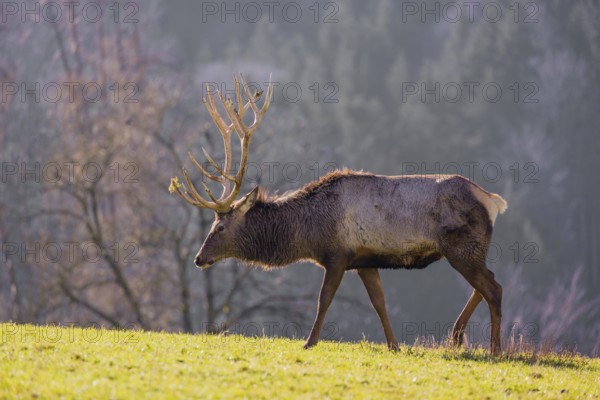 An Altai maral stag, Altai wapiti or Altai elk (Cervus canadensis sibiricus) stands in a meadow in the late light of the day