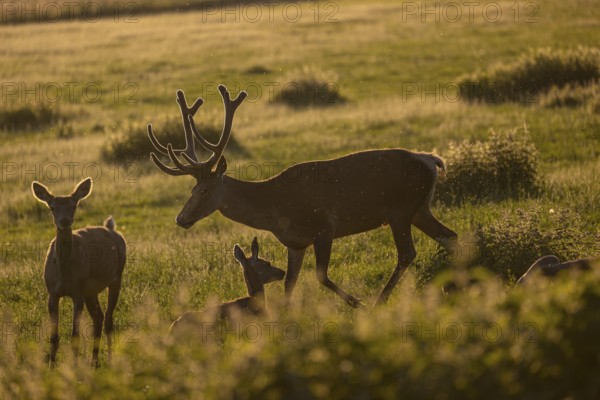 One male Altai maral, Altai wapiti or Altai elk (Cervus canadensis sibiricus) roaming over a meadow together with some female animals in very late evening light