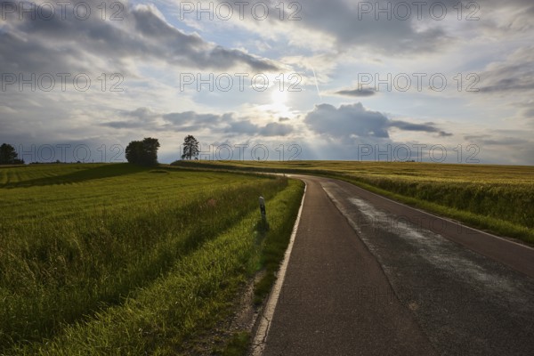 Crop field, trees, backlight of the sun, blue sky, cumulus clouds, nimbostratus clouds, country road L42, Newel, district Trier-Saarburg, Rhineland-Palatinate, Germany, Europe