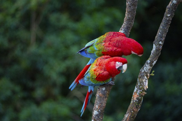Red-and-green macaw (Ara chloropterus) Buraco das Araras Brazil