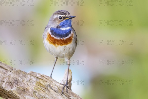 Bluethroat (Luscinia svecica cyanecula) Male Germany