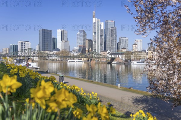 Flowers and trees bloom on the banks of the Main in front of Frankfurt's banking skyline, Frankfurt am Main, Hesse, Germany, Europe