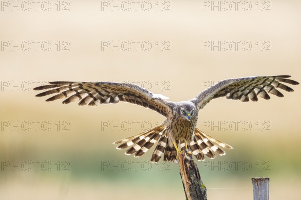 Montagu's harrier (Circus pygargus) wbl Germany