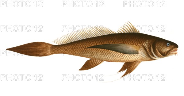 Fish, Fische, Lonchurus barbatus, der bärtige Lanzettschwanz, the bearded Lancet-Tail, Historic, digitally restored reproduction from a 19th century original, Record date not stated