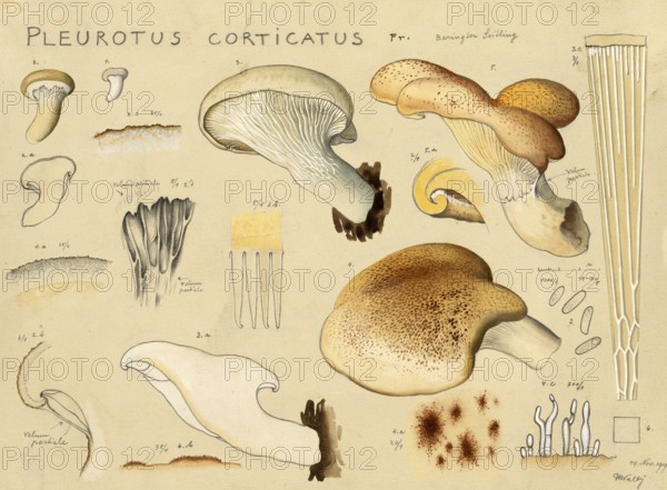 Mushroom, Mushrooms, Berindeter Seitling, Eichenseitling, Pleurotus dryinus, authentic reproduction of an illustration by Hans Walty (1868-1948) from about 1915, historical