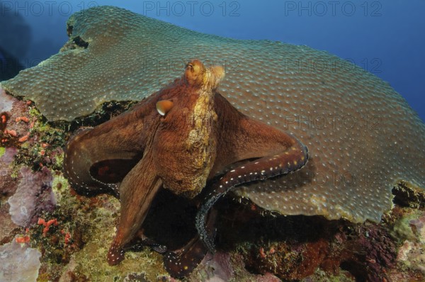 Underwater photo of Common Octopus (Octopus vulgaris) sitting in seemingly relaxed position on stony coral (Scleractinia) observing environment in coral reef, tropical seas