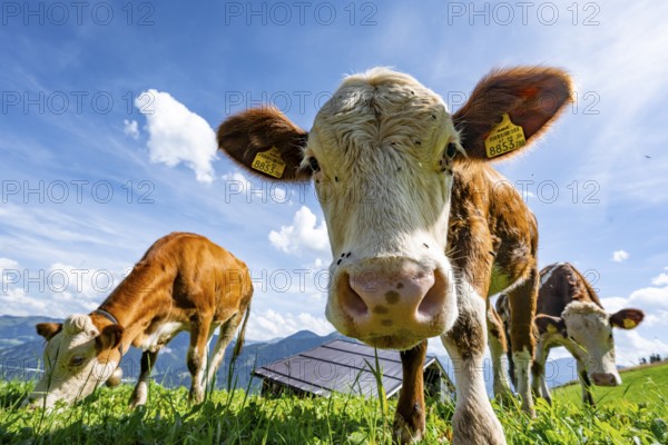 Three young curious calves (Bos primigenius taurus), cows on an alpine meadow, stretching their snouts towards the camera, Simmental cattle, Hochbrixen, Brixen im Thale, Tyrol, Austria, Europe