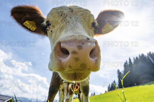 Young curious calf (Bos primigenius taurus), cow on an alpine meadow, snout stretched towards the camera, Simmental cattle, Hochbrixen, Brixen im Thale, Tyrol, Austria, Europe