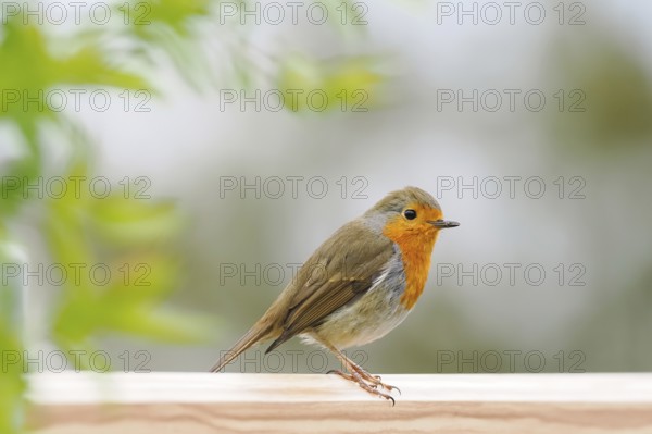 A robin (Erithacus rubecula) sits peacefully on a wooden railing against a blurred background, Hesse, Germany, Europe