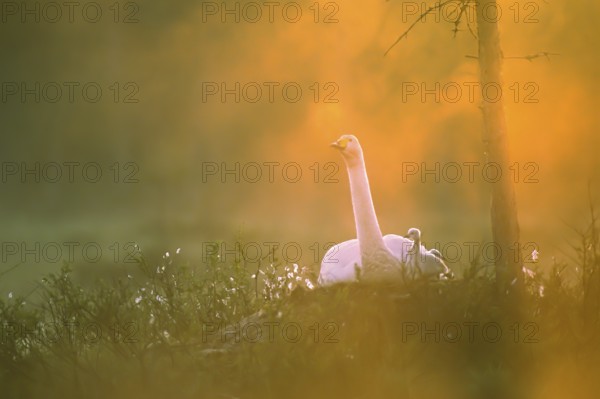 Whooper swan. Cygnus cygnus. Whooper swan at nest with new born cygnet. Photo taken around 2am when the sun rises. Kuusamo area. Finland