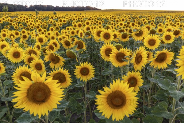 Field with sunflowers (Helianthus annuus) in bloom, near Priestewitz, Saxony, Germany, Europe