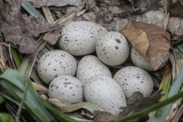 Clutch of green-footed moorhens (Gallinula chloropus), Emsland, Lower Saxony, Germany, Europe