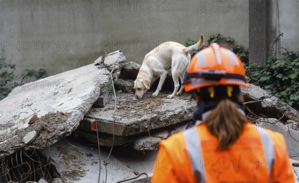Rescue dog training, the sniffer dogs practise searching for trapped people in the rubble of collapsed buildings, Herne, North Rhine-Westphalia, Germany, Europe