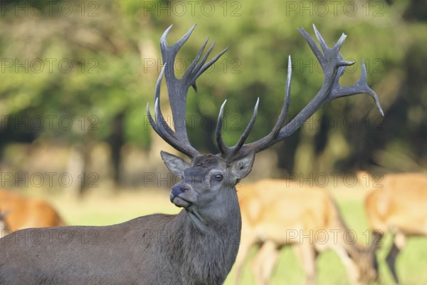 Red deer (Cervus elaphus), capital stag in a forest clearing, animal portrait, wildlife, Sauerland, North Rhine-Westphalia, Germany, Europe