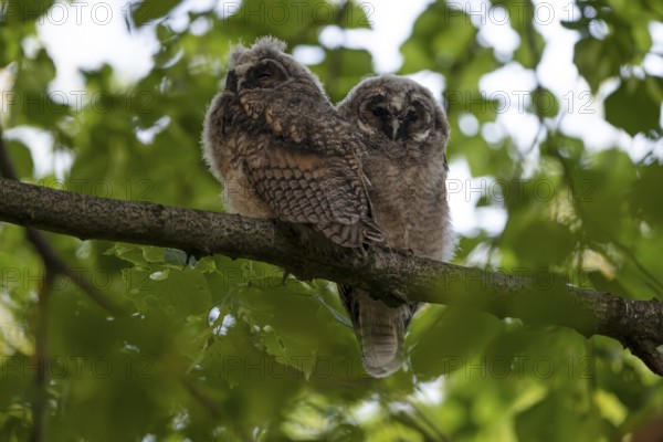 Long-eared owl (Asio otus), two young birds, nest fledglings, Bottrop, Ruhr area, North Rhine-Westphalia, Germany, Europe