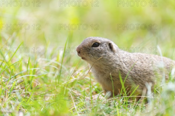 European ground squirrel (Spermophilus citellus) on a meadwo, Bavaria, Germany, Europe