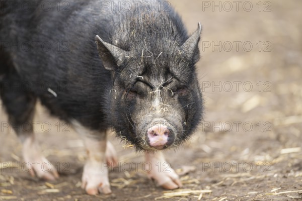 Vietnamese Pot-bellied pig standing on the ground, Bavaria, Germany, Europe