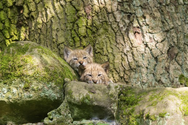 Eurasian lynx (Lynx lynx) cubs (youngster) in a forest, Bavaria, Germany, Europe