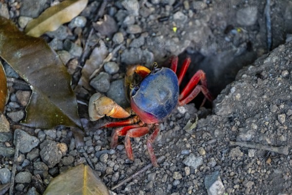 Harlequin crab (Cardisoma armatum), Manuel Antonio National Park, Puntarenas district, Costa Rica, Central America