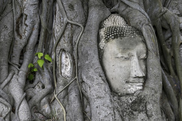 Sandstone Buddha head at the foot of a Bodhi tree in Wat Mahathat, Temple of the Great and Holy Relic, Ayutthaya, Ayutthaya Province, Thailand, Asia