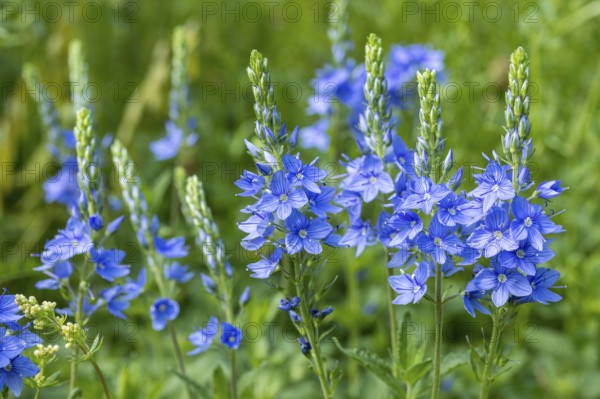 Veronica teucrium (Veronica teucrium) in flower, Saxony, Germany, Europe