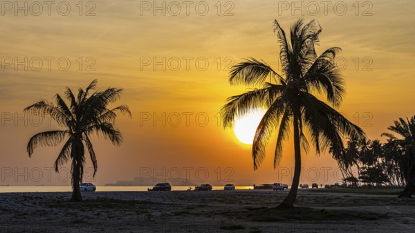 Coconut palms (Cocos nucifera) at sunset on the beach of Salalah, Dhofar Province, Arabian Peninsula, Sultanate of Oman