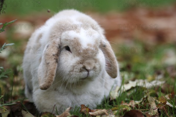 Domestic rabbit (Oryctolagus cuniculus domestica), ram rabbit, portrait, garden, autumn colours, foliage, colourful photo of a rabbit with floppy ears