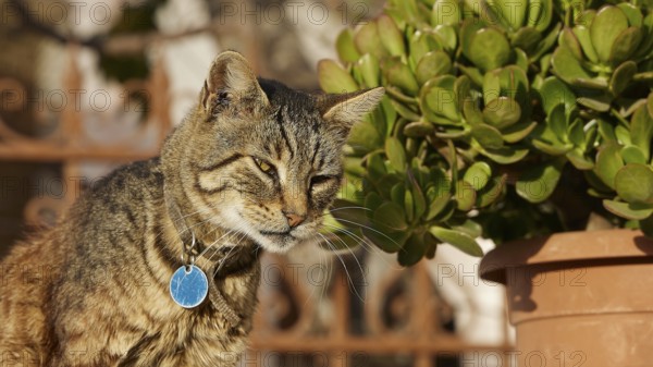 Tabby cat looks thoughtfully next to a pot with green plants, cat, Pyles, west coast, mountain village, evening light, Karpathos, Dodecanese, Greek Islands, Greece, Europe