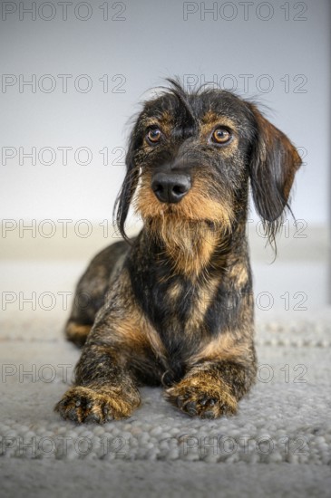 Rough-haired dachshund (Canis lupus familiaris), male, 2 years, animal portrait, Baden-Württemberg, Germany, Europe