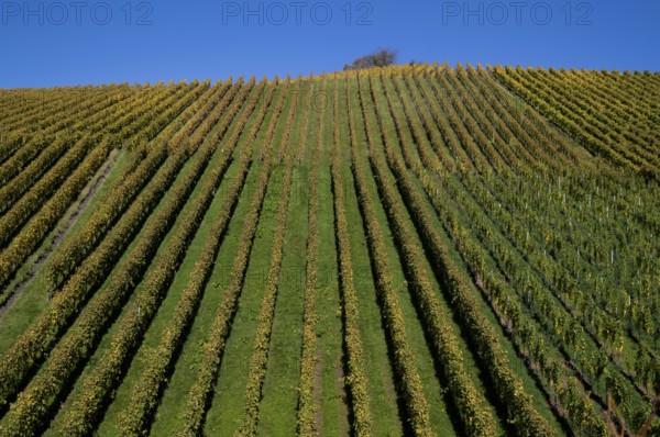 vineyard, vines, grapevines, winegrowing, autumn colouring, autumn, graphic, Strümpfelbach, Weinstadt, Baden-Württemberg, Germany, Europe