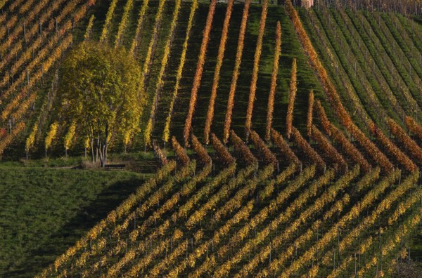 tree, vineyard, vines, vineyards, viticulture, autumn colouring, autumn, Strümpfelbach, Weinstadt, Baden-Württemberg, Germany, Europe
