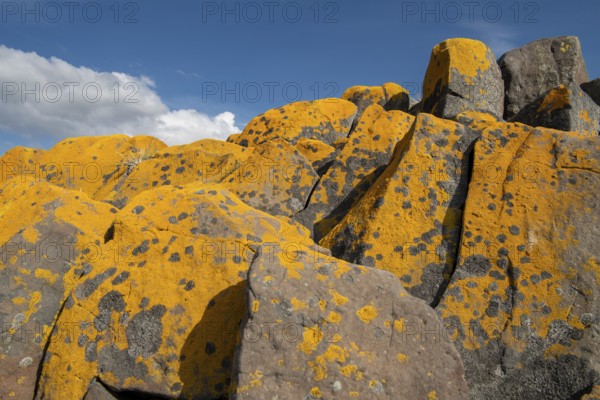 Orange-yellow lichen on columnar basalt, blue sky, Iceland, Europe