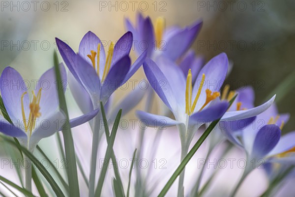 Elf crocus (Crocus tommasinianus), Emsland, Lower Saxony, Germany, Europe