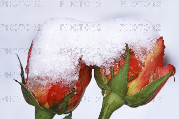 Rose blossom with snow, Winter, Germany, Europe