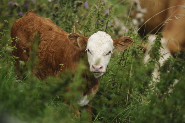 A young calf with a white face stands among green plants, cattle (Bos primigenius taurus), Bavaria